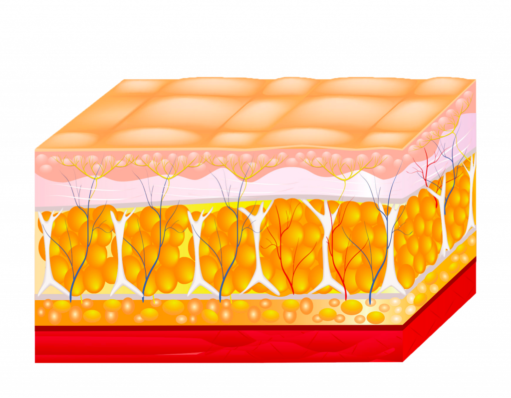 Fat Reduction Body Contouring How It Works Step 1