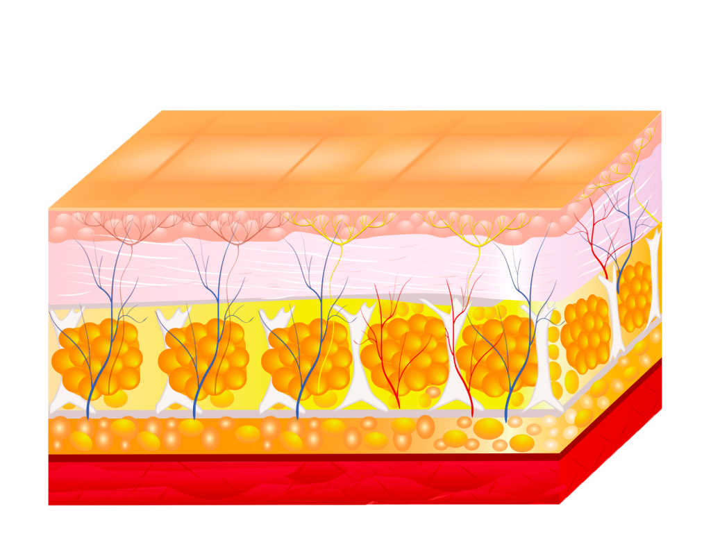 Fat Reduction Body Contouring How It Works Step 3